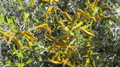 Phoradendron brachystachyum