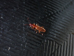 Cryptamorpha brevicornis