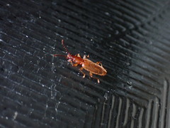 Cryptamorpha brevicornis