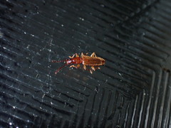 Cryptamorpha brevicornis