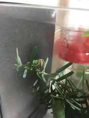 Sphinx crassistriga crassistriga