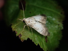 Lepidogma melanobasis