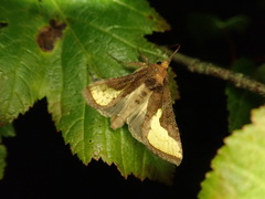 Thysanoplusia intermixta