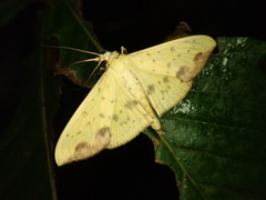 Botyodes principalis