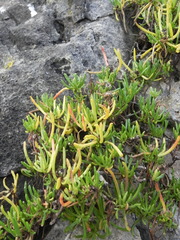 Limbarda crithmoides longifolia