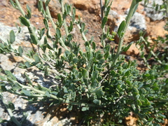 Manochlamys albicans