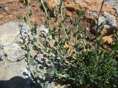 Manochlamys albicans