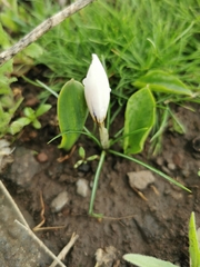 Crocus aleppicus