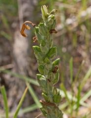 Pedicularis altaica