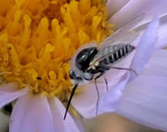 Apolysis