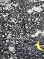 Graphium evemon eventus