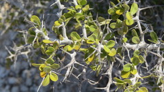 Castela peninsularis