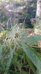Clematis lasiandra