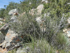 Asparagus mariae