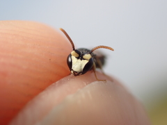 Hylaeus dilatatus