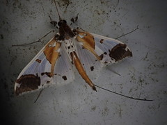 Polythlipta liquidalis