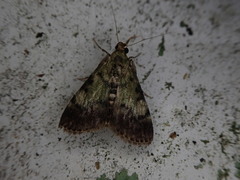 Termioptycha inimica