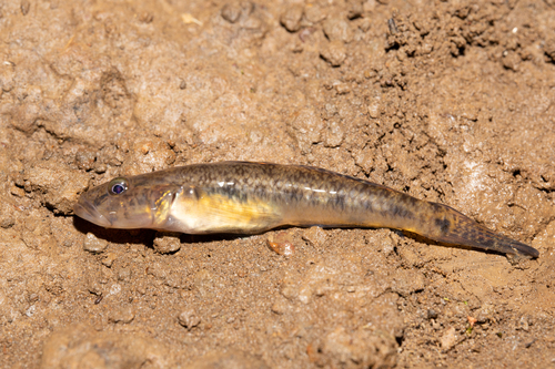 River goby (Glossogobius callidus) — Gobiidae — 2
