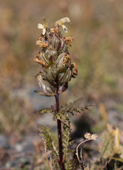 Pedicularis abrotanifolia