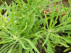 Helichrysum glumaceum