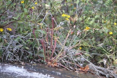 Sarracenia jonesii