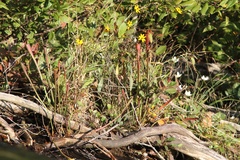 Sarracenia jonesii