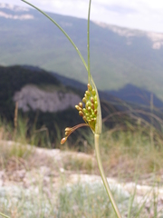 Allium flavum tauricum