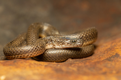 Lycodonomorphus laevissimus