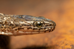 Lycodonomorphus laevissimus