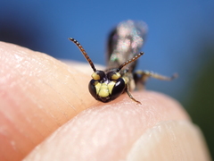 Hylaeus rinki