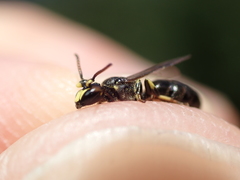 Hylaeus rinki