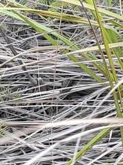 Lissolepis coventryi