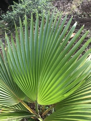 Pritchardia