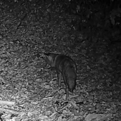 Vulpes vulpes japonica