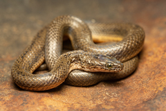 Lycodonomorphus laevissimus