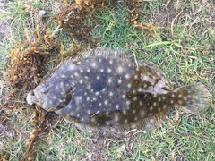 Pseudorhombus arsius