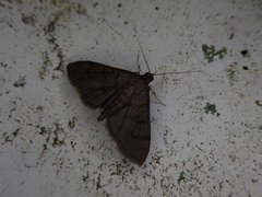 Omiodes nipponalis
