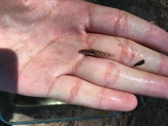 Philypnodon grandiceps