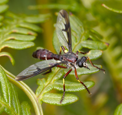 Daptolestes limbipennis
