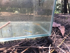 Philypnodon grandiceps