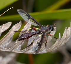 Daptolestes limbipennis
