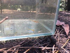 Philypnodon grandiceps