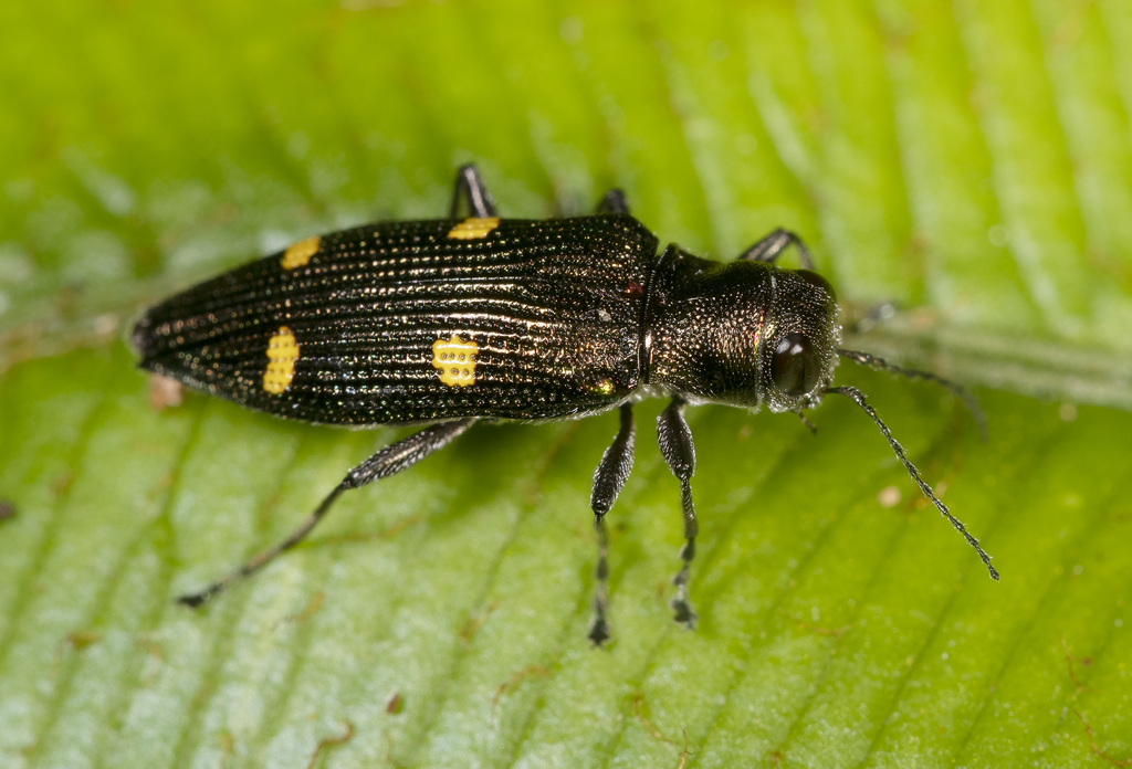 Nascioides quadrinotatus