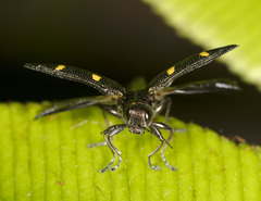Nascioides quadrinotatus