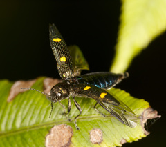 Nascioides quadrinotatus