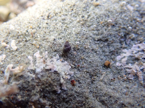 Eatoniella olivacea, 2020-12-05