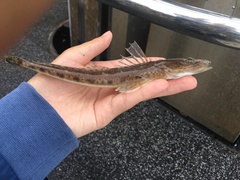 Platycephalus grandispinis