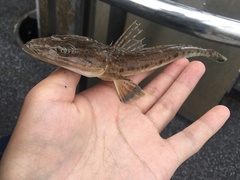 Platycephalus grandispinis