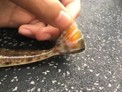 Platycephalus grandispinis