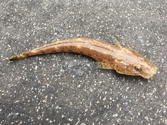 Platycephalus grandispinis